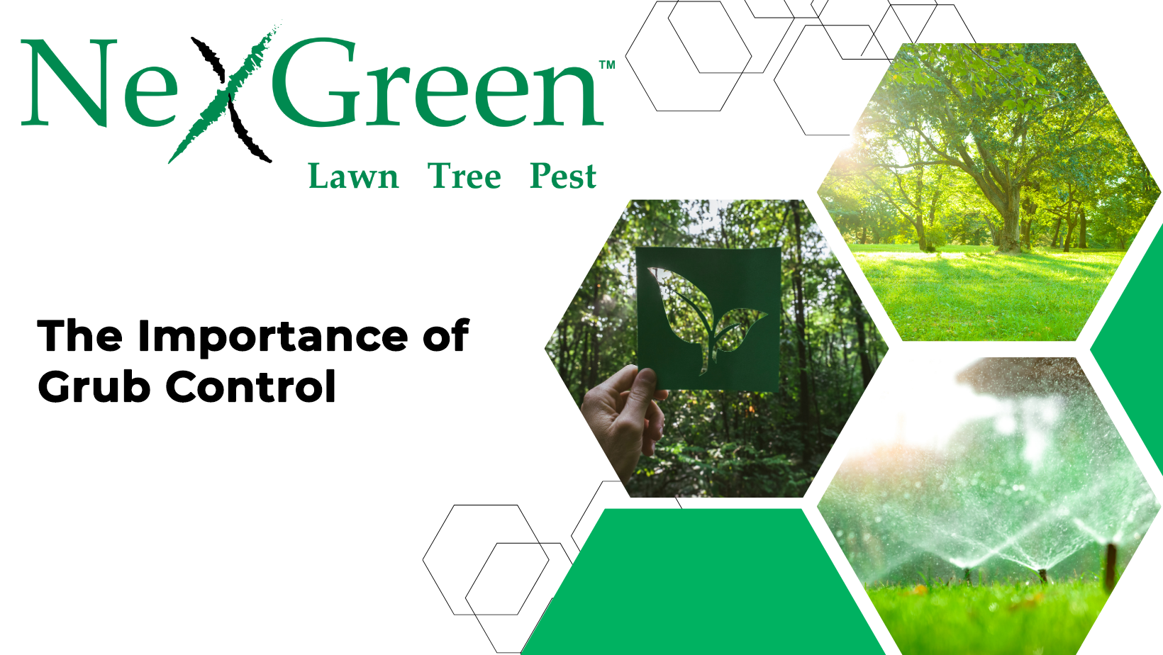 Maintain a Healthy Lawn All Year Round with the Help of Grub Control