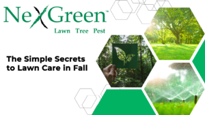 The Simple Secrets to Lawn Care in Fall