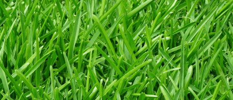 grass-blades