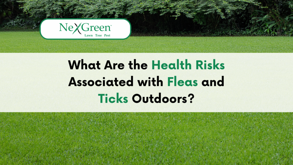 Fleas and Ticks