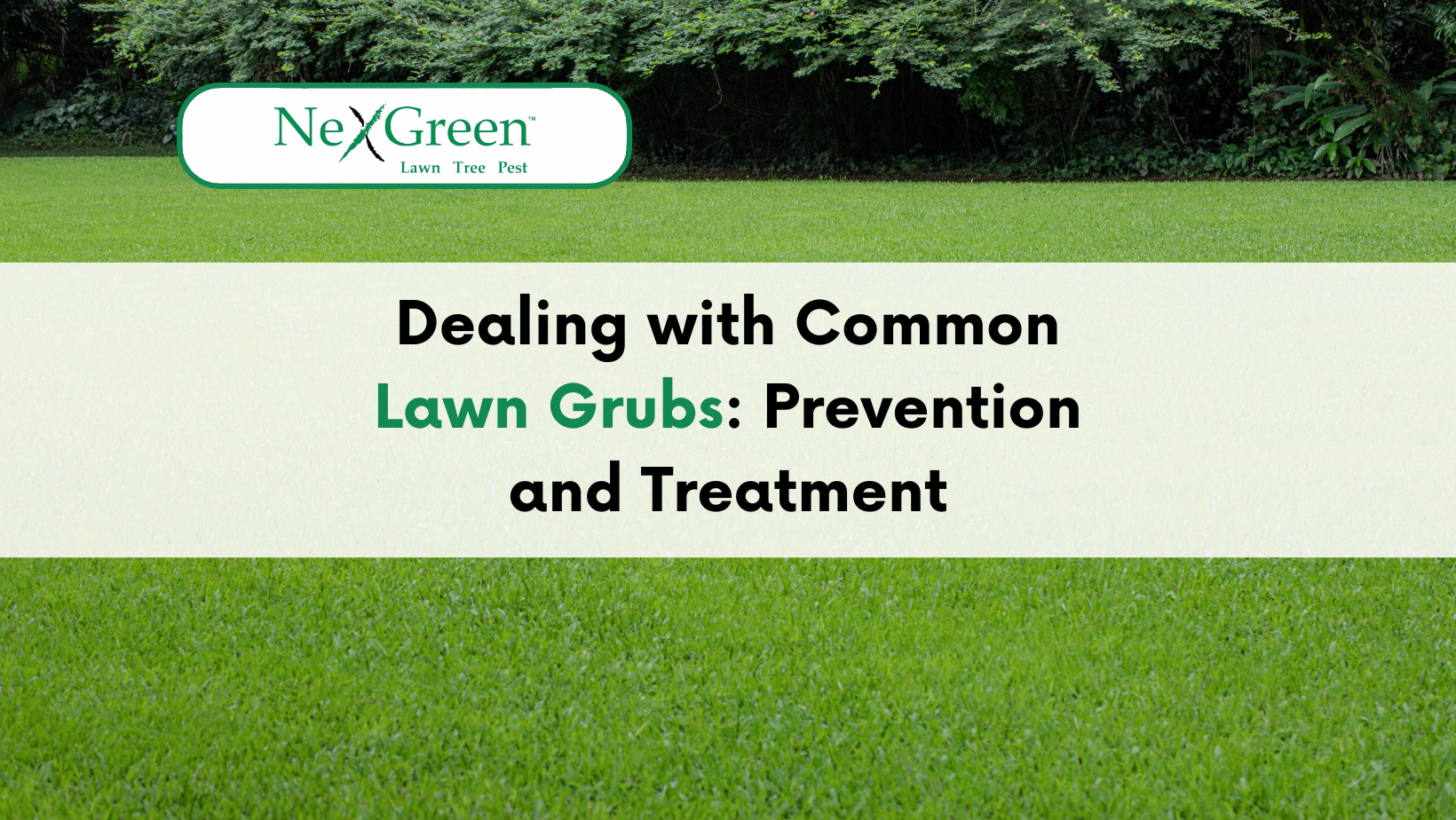 Lawn Grubs