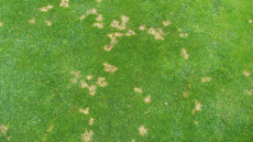 How to Deal With Dollar Spot Fungus in Ohio & Michigan