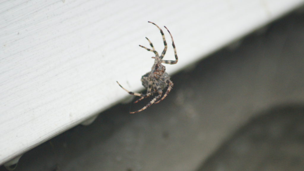 Close-up of a spider on a surface