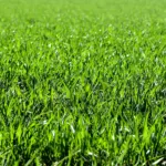 Perennial Ryegrass: Details About This Cool-Season Turf 