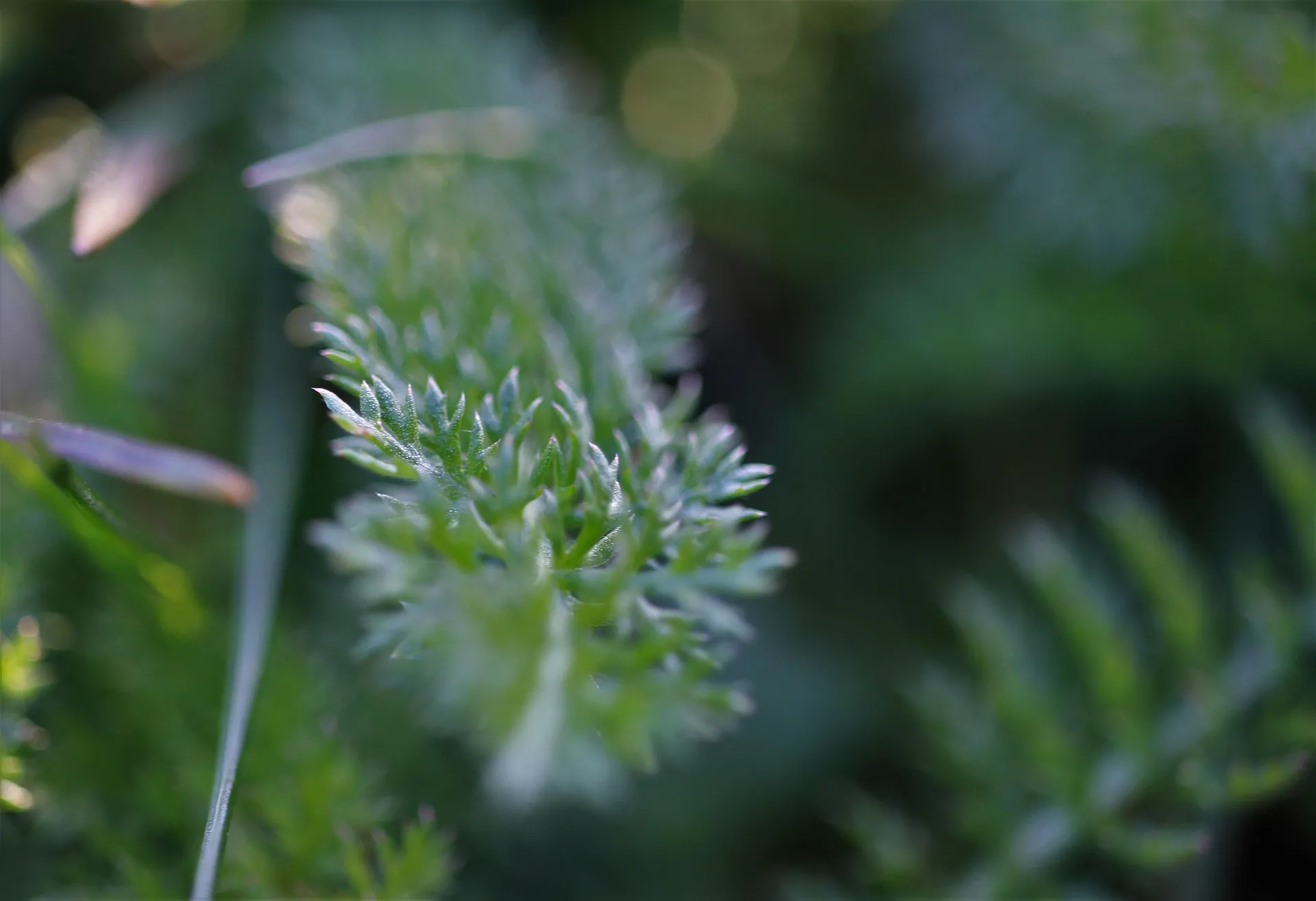 selective herbicides Grassy Herbicide for Weed Control main image 0