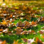 Choosing & Using Fall Lawn Fertilizer in Ohio & Michigan