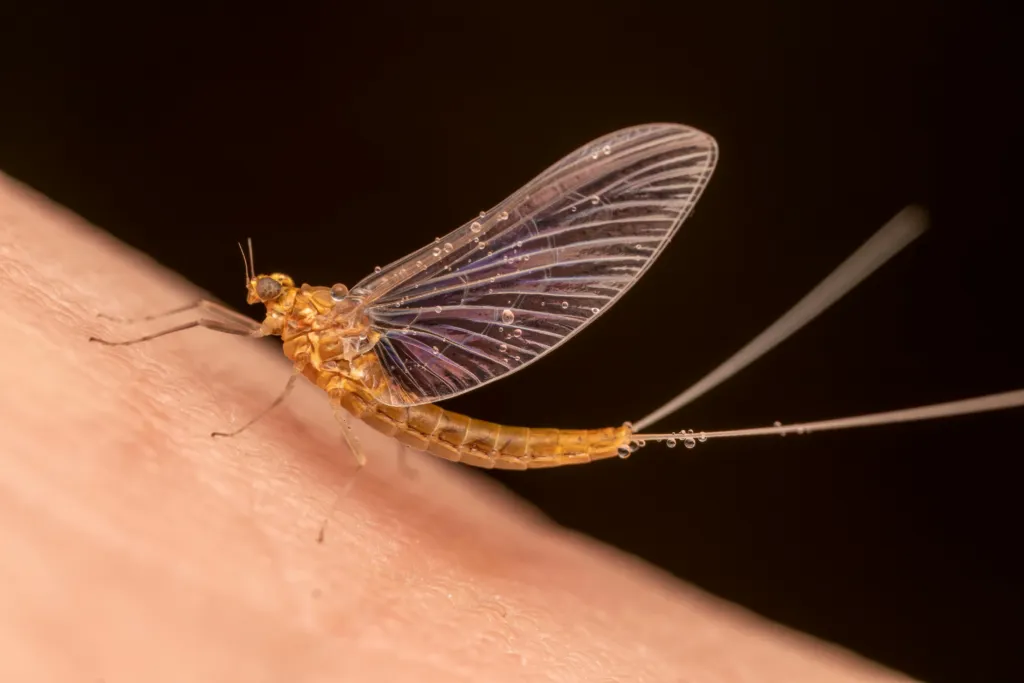 What You Need to Know About Mayflies in Ohio & Michigan