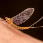 What You Need to Know About Mayflies in Ohio & Michigan