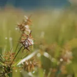 Why Homeowners in Ohio & Michigan Hate the Nutsedge Weed