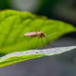 Surprising Facts About Natural Mosquito Repellant in Ohio & Michigan