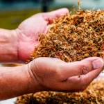 What Is Mulch Used For? And How to Pick the Right Type? 