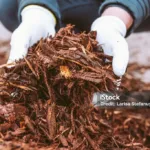 What Is Mulch Used For? And How to Pick the Right Type? 